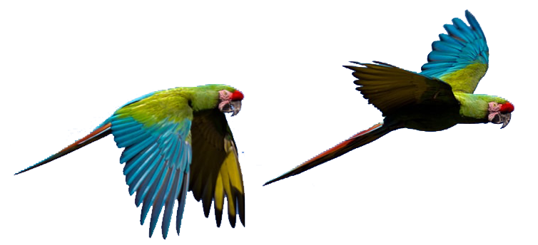 parrots